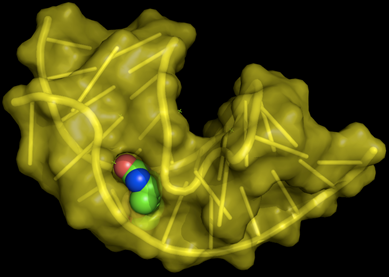说明: https://upload.wikimedia.org/wikipedia/commons/4/46/Aptamer_biotin.png