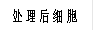 处理后细胞